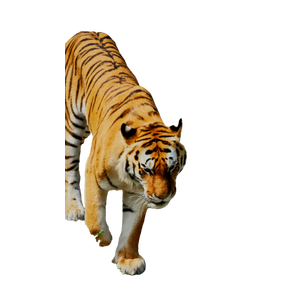 A Tiger Walking On A Dirt Path 1 - Cat PNG image with transparent background