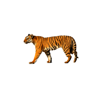 A Tiger Walking On A Dirt Road - Cat PNG image with transparent background