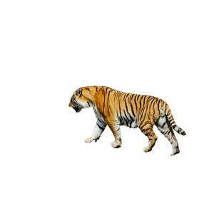 A Tiger Walking On A Rock 2 - Cat PNG image with transparent background