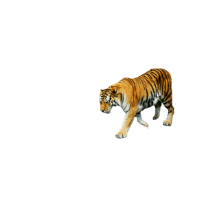 A Tiger Walking On A Rock 4 - Cat PNG image with transparent background