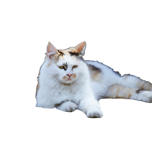 A White And Brown Cat Laying On The Ground