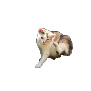 A White And Brown Cat Laying On The Ground Next To A Rock