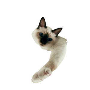 A White And Brown Cat Standing On Top Of A Shelf
