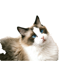 A White And Brown Cat With Blue Eyes Looking Up