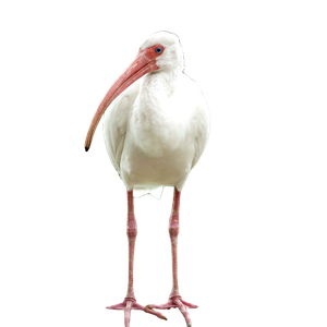 A White Bird With A Long Beak Standing On A Log