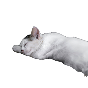 Related cat image: A White Cat Is Sleeping On The Carpet
