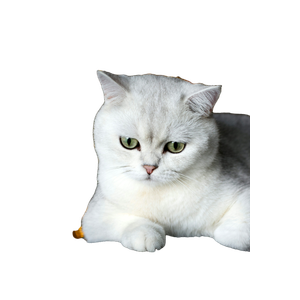 A White Cat Sitting On A Couch In Front Of A Christmas Tree