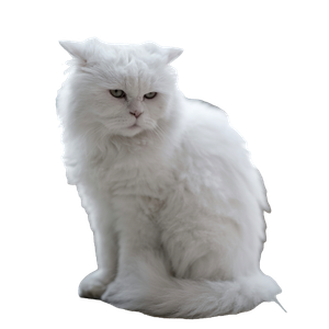 A White Cat Sitting On The Floor In Front Of A Window