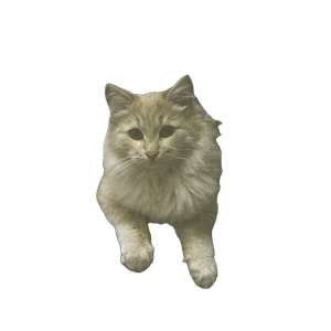 A White Cat Sitting On Top Of A Couch