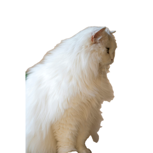 A White Cat Sitting On Top Of A Table