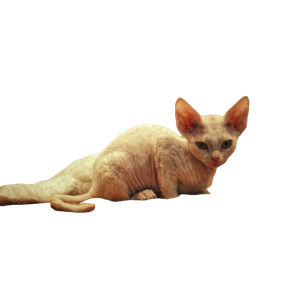 A White Cat Sitting On Top Of A Towel