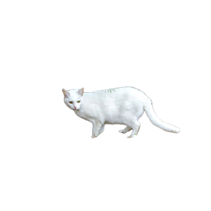 A White Cat Walking Across A Grass Covered Field