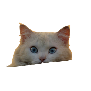 A White Cat With Blue Eyes Looking Over A Ledge