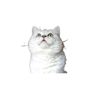 A White Cat With Green Eyes Looking Up