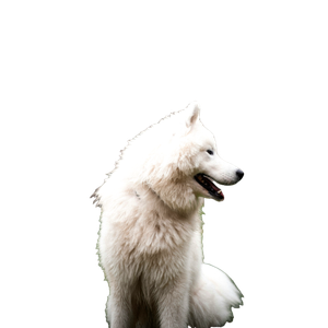 A White Dog Standing In The Grass