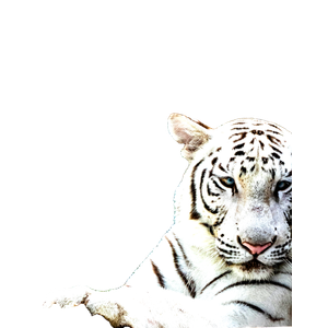 A White Tiger Laying On Top Of A Lush Green Field 1 - Cat PNG image with transparent background
