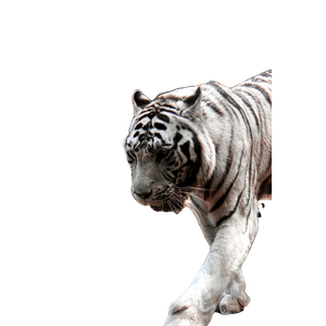A White Tiger Walking Across A Dirt Field - Cat PNG image with transparent background