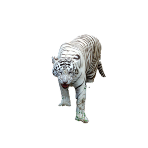 A White Tiger Walking Across A Dirt Road - Cat PNG image with transparent background