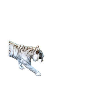 A White Tiger Walking Across A Dirt Road 1 - Cat PNG image with transparent background