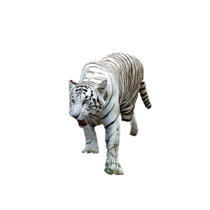 A White Tiger Walking On The Side Of A Road - Cat PNG image with transparent background