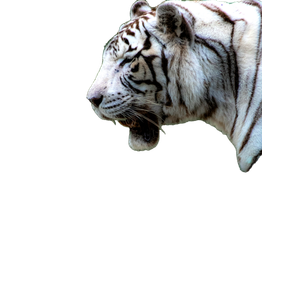 A White Tiger With Its Mouth Open Showing Teeth - Cat PNG image with transparent background