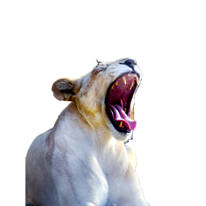 A White Tiger Yawns In Front Of A Gate