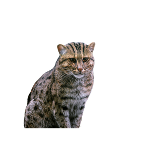 A Wild Cat Standing In The Snow