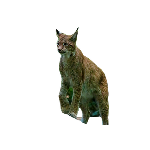 A Wild Cat Standing On A Log