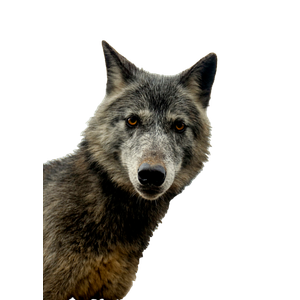 A Wolf In The Snow