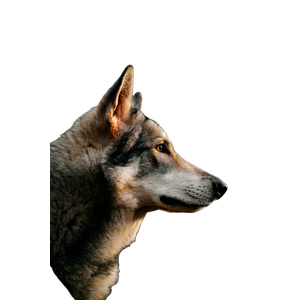 A Wolf In The Snow