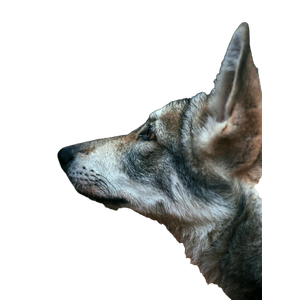 A Wolf Looking At The Camera