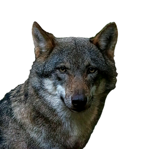 A Wolf Looking At The Camera