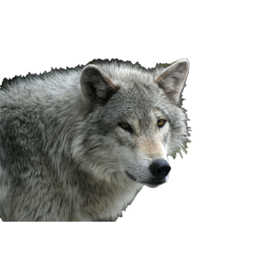 A Wolf Looking At The Camera