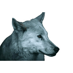 A Wolf Looking At The Camera