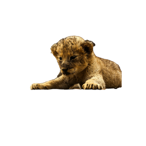 A Young Lion Cub Laying On The Ground