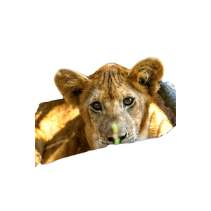 A Young Lion Cub Looking At The Camera