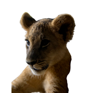 A Young Lion Cub Sitting On The Ground