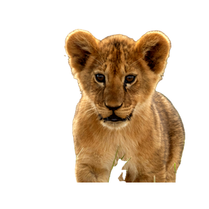 A Young Lion Cub Standing In A Grassy Field