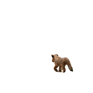 A Young Lion Cub Walking Through A Wooded Area – cat PNG with transparent background