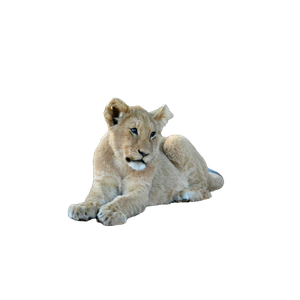 A Young Lion Laying Down In A Field – cat PNG with transparent background