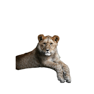 Related cat image: A Young Lion Resting On A Rock In A Zoo