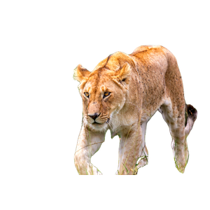 A Young Lion Walking Through A Grassy Field