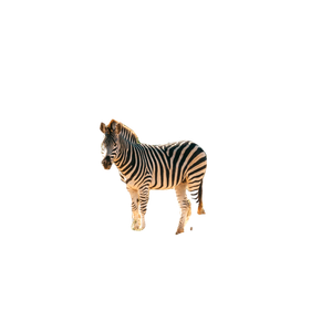A Zebra Standing In The Middle Of A Field – cat PNG with transparent background