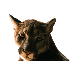 Adult Brown Tiger – cat PNG with transparent background