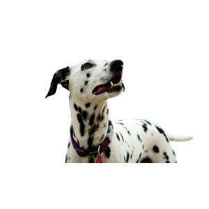 Adult Dalmatian Looking At Right Side – cat PNG with transparent background