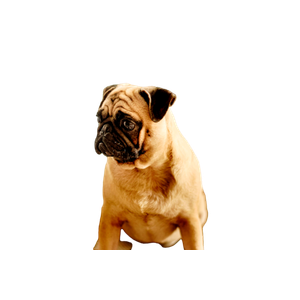 Related cat image: Adult Fawn Pug Sitting On Couch