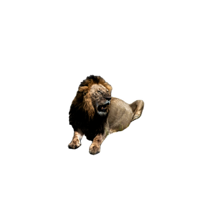 Adult Lion Lying On Rock – cat PNG with transparent background