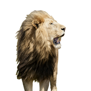 Adult Lion On Grass Field – cat PNG with transparent background