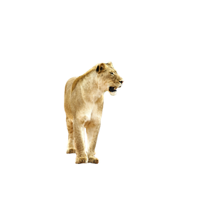 Adult Lioness – cat PNG with transparent background