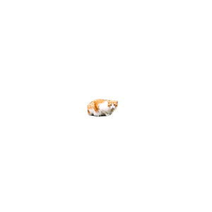 Related cat image: Adult Orange Tabby Cat Surrounded By Dried Plants